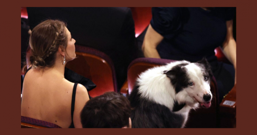  Messi the dog