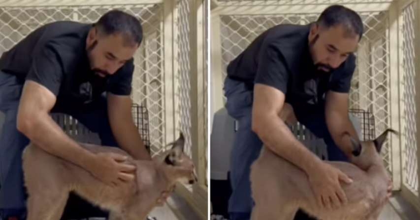 Fujairah wild cat capture