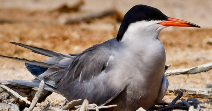  Abu Dhabi wildlife protection