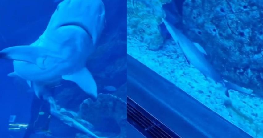 Dubai Mall visitors amazed by rare baby shark birth
