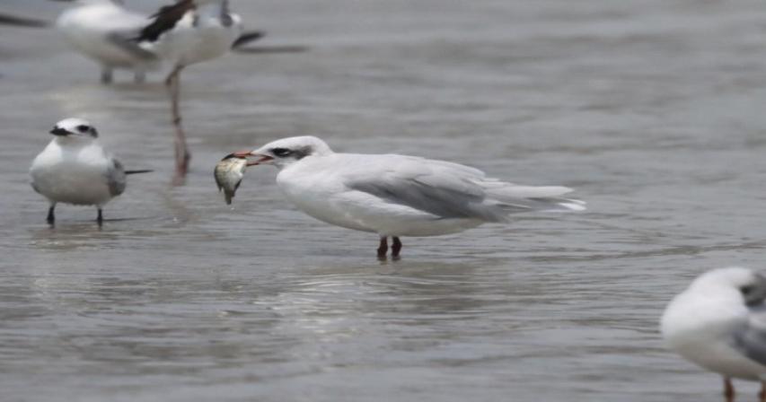 rare-bird-returns-to-dubai-after-28-years

