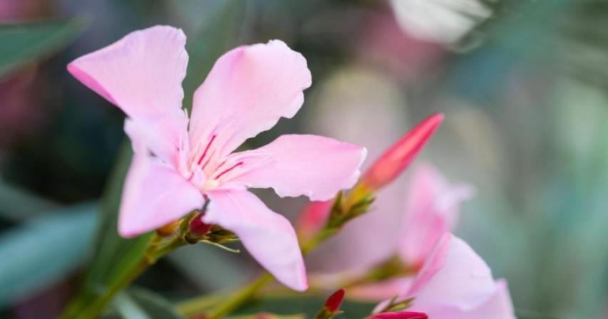 abu-dhabi-bans-toxic-oleander-plants-public-warned

