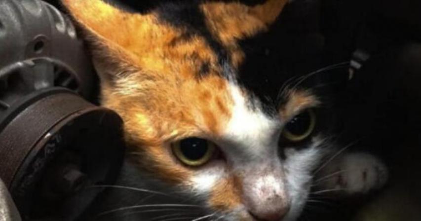 uae-check-car-hood-for-stray-cats-hiding-during-winter

