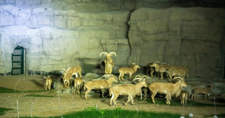 inside-dubai-night-safari-where-visitors-can-meet-animals-in-the-dark
