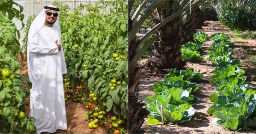 how-uae-farmer-built-farm-that-has-everything-fed-family-for-14-years
