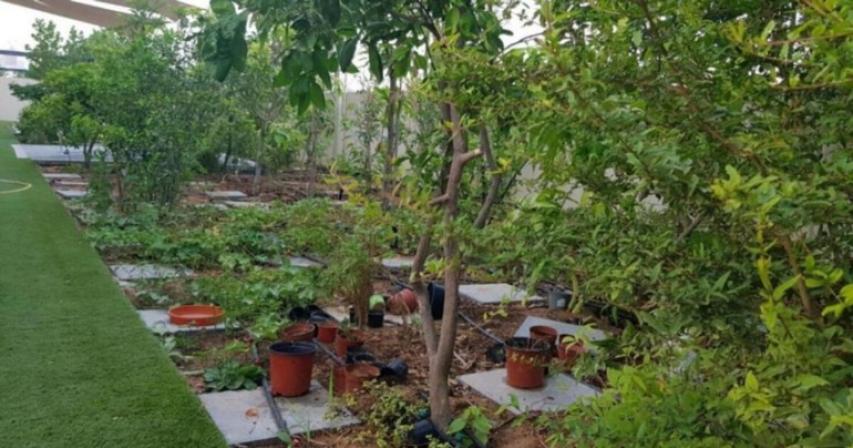 uae-planning-to-import-plants? 
