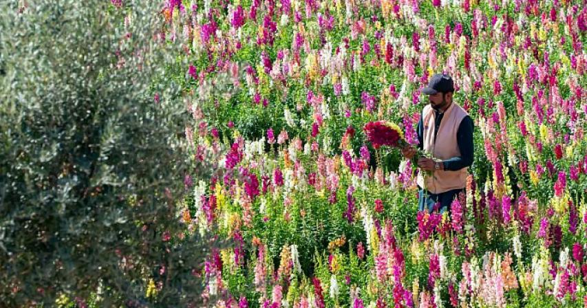 how-uae-farmer-makes-50,000-flowers-bloom-at-same-time
