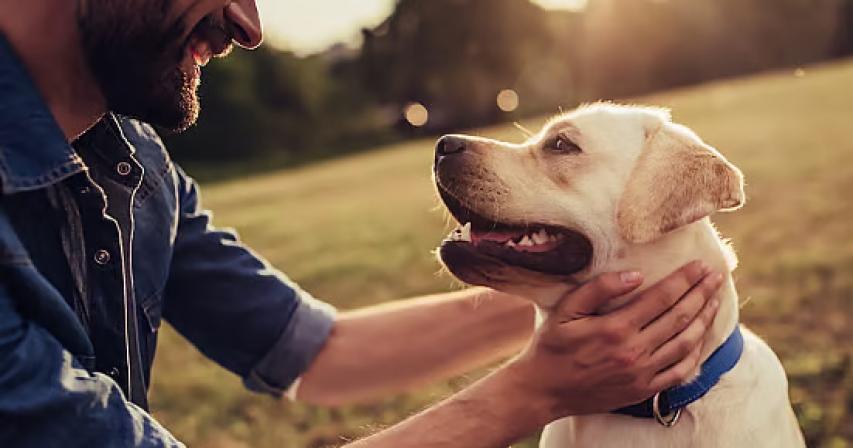 abu-dhabi-mandatory-pet-registration-to-manage-stray-animals-risk-of-disease
