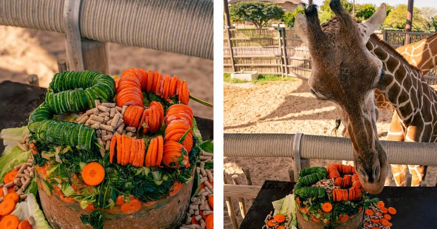 dubai-beloved-giraffe-celebrates-25th-birthday-at-safari-park
