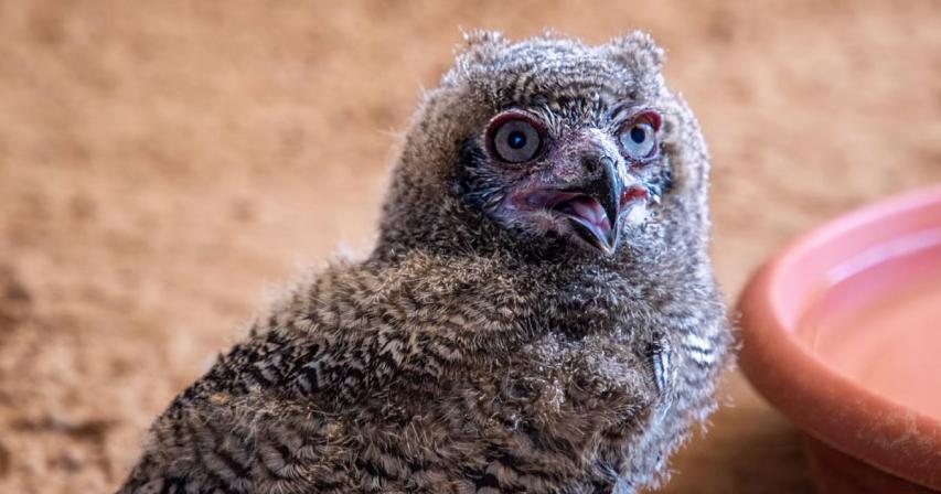 uae-3-rare-arabian-spotted-eagle-owl-babies-hatch-in-sharjah
