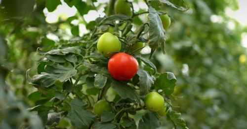Bayer and Silal: Transforming UAE Agriculture for Climate