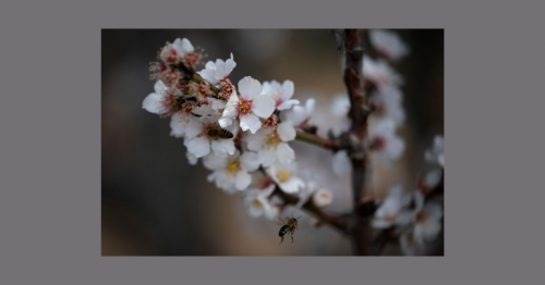 Not just humans: Bees and chimps can also pass on their