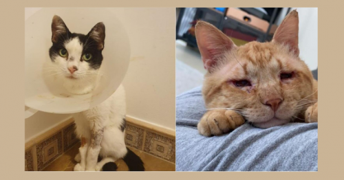 Cats being dumped, poisoned': Dubai rescuers spend 'up to