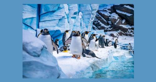 Abu Dhabi's SeaWorld named world's largest indoor