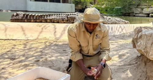 Dubai Crocodile Park announces nesting season