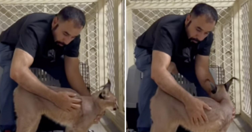 Captured! Wild cat on the loose in Fujairah found; owner
