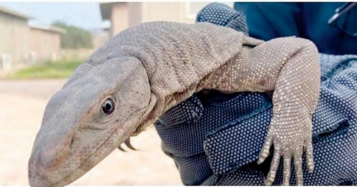  Many predators, wild animals relocated from residential