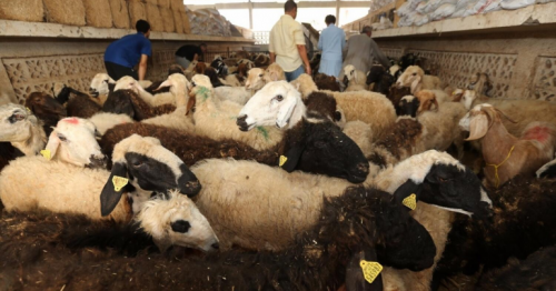 Will prices of sacrificial animals dip ahead of Eid Al
