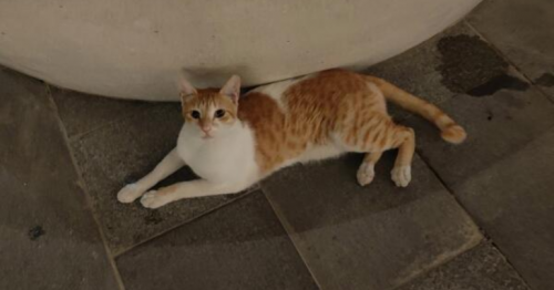 Cat poisoning sparks outrage in community, residents demand