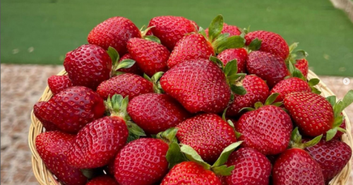  Inside Dubai’s strawberry farm in Hatta where you can