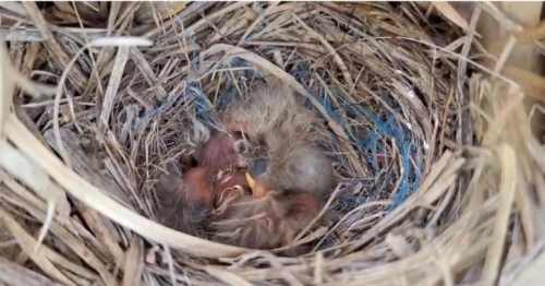 Wagtail chicks hatch a historic first in Dubai