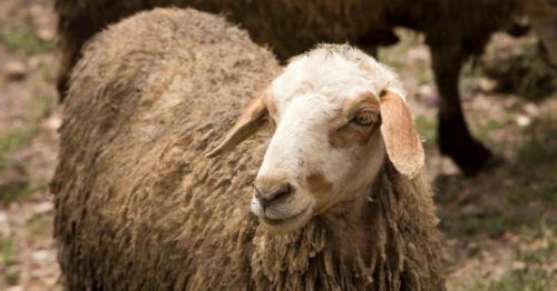 Pre-order sacrificial animals on grocery apps as Qurbani