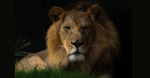 Sharjah Safari announces opening date, ticket prices,