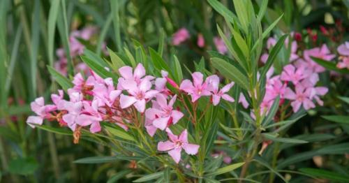 UAE residents to remove toxic oleander plant from gardens