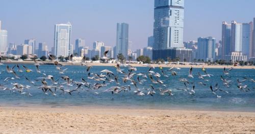Women beach, cycling track: What Dubai new Al Mamzar