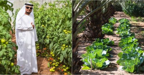 How UAE farmer built farm that has everything, fed family