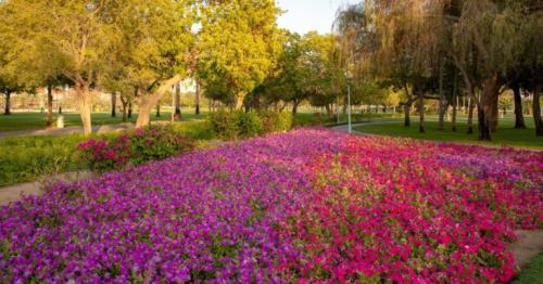 600 trees planted daily: Dubai saw 57% rise in green spaces