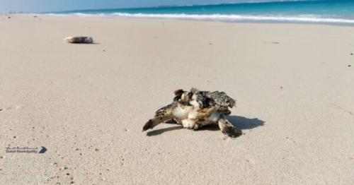 Dubai: 80 stranded turtles saved from beaches as residents