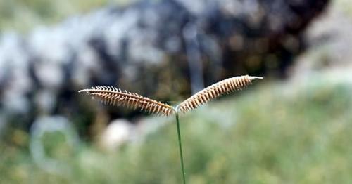 Sharjah discovers 3 new plant species for the first time in