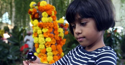 UAE: New interactive garden with over 10,000 butterflies to