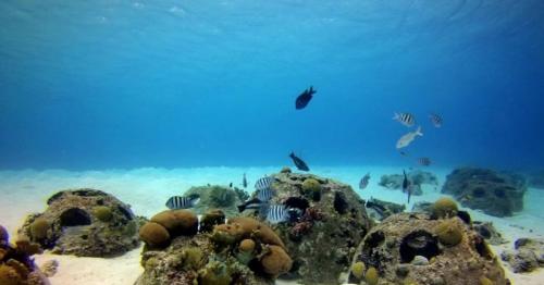 Abu Dhabi ‘coral garden’: 40,000 artificial reefs to