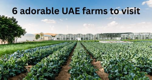 6 adorable UAE farms to visit, where you can feed bunnies