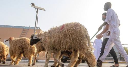 Dubai sets standardised Adahi prices for Hajj 2026
