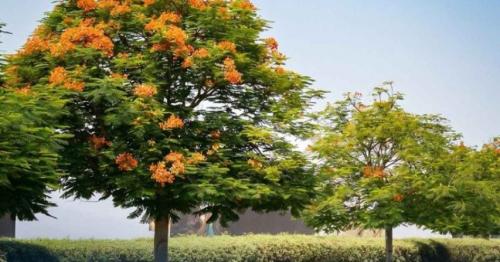 UAE farmer donates 200 flame trees to Dubai Municipality